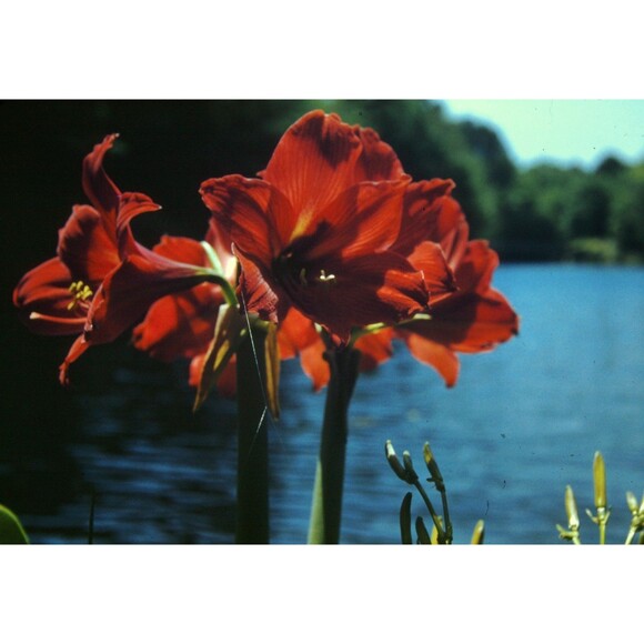 Other - Kodak Slide 35mm 1940s Red Border,  vibrant red Amaryllis, Fowl River Bayou #2